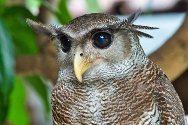 Çubuklu Kartal Baykuşu. Keskin siyah gözlü, parmaklıklı bir baykuş portresi..