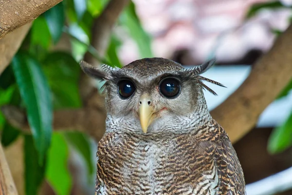 Barred Eagle Owl Portrait Barred Eagle Owl Sharp Black Eyes — Stock Photo, Image