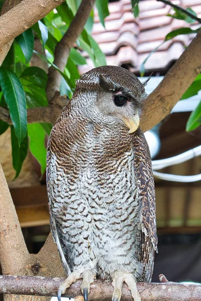 Barred Eagle Owl Portrait Barred Eagle Owl Sharp Black Eyes — Stock Photo, Image