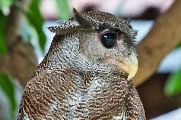 Barred Eagle Owl Portrait Barred Eagle Owl Sharp Black Eyes — Stock Photo, Image