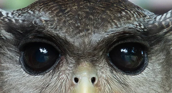 Barred Eagle Owl Portrait Barred Eagle Owl Sharp Black Eyes — Stock Photo, Image