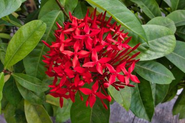 Bahçede kırmızı asoka çiçekleri yetişir.