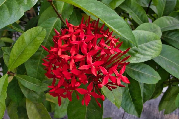 Czerwone Kwiaty Asoka Rosną Ogrodzie — Zdjęcie stockowe