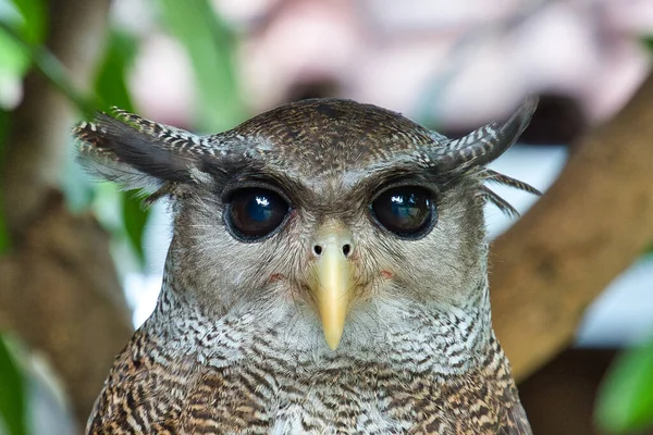 Barred Eagle Owl Portrait Barred Eagle Owl Sharp Black Eyes — Stock Photo, Image