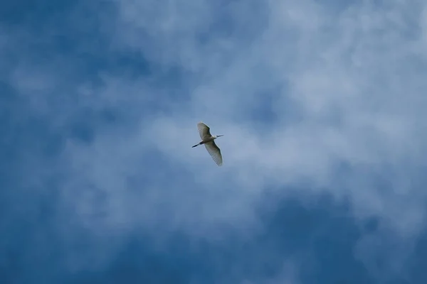 朝霧の中を飛ぶサギたちの姿が青空と曇り空に向かって — ストック写真