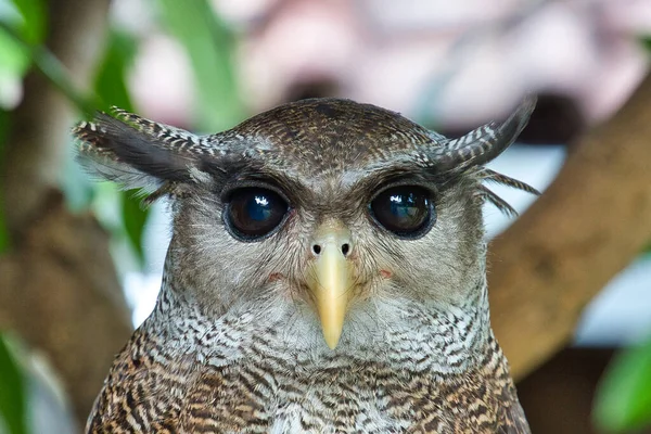 Barred Eagle Owl Porträtt Spärrad Örnuggla Med Skarpa Svarta Ögon — Stockfoto