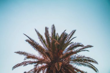 Hırvatistan 'da Majestic Palm