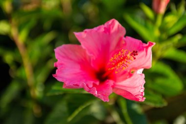 Güzel tropikal pembe çiçek
