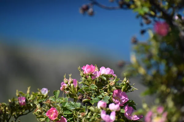 Rózsaszín Primrose Virágok Deep Blue Lake Háttér — Stock Fotó