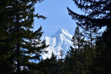 Karlı Dağ Dağı. Jefferson 'dan firavun ağaçlarına.