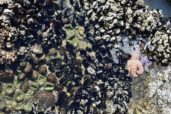 Риба Пурпурової Помаранчевої Зірки Тідепулі Оточенні Мідій Зелених Анемон — стокове фото