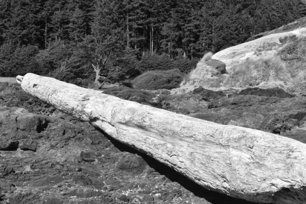 黒白を背景に木々や山が広がるオレゴン海岸の丸太 — ストック写真