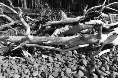 Eski ağaç kütüğünün siyah beyaz görüntüsü