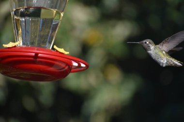 Erkek Ruby sinekkuşunu boğazladı Batı Oregon 'da şekerli su yemliğine yaklaşıyor..