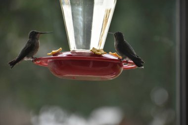 Ruby, Batı Oregon 'daki Hummingbird Besleyicisinde Erkek Sinekkuşu Boğdu.