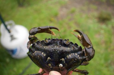 Ellerinde büyük siyah yengeç.