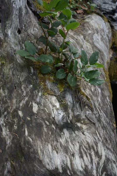Маленькое Зеленое Растение Растущее Скале — стоковое фото