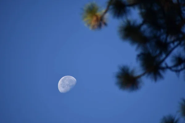 Cielo Luna Día Azul Satélite Natural Ramas Pino — Foto de Stock