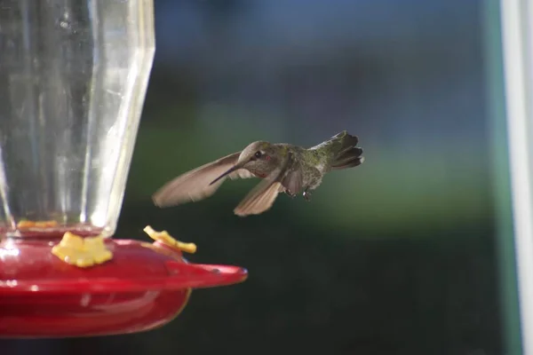 Rubinfarbener Männlicher Kolibri Kolibri Futterstelle Westen Von Oregon — Stockfoto