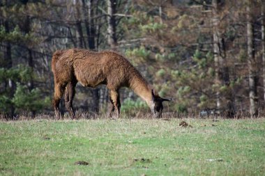 Çayırda otlayan kahverengi lama