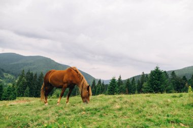 Güzel kahverengi at güzel bir manzaranın arka planında bir dağ çayırında ot yer. Dağ manzarasının arka planında evcil at otluyor.