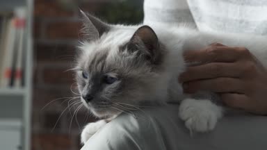 Güzel bir kedi onun kollarında tutan kadın
