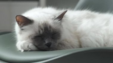 Bir sandalye üzerinde uyuyan sevimli kedi