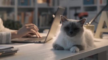 Bir dizüstü bilgisayar ile çalışmak ve onu kedi sarılma kadın