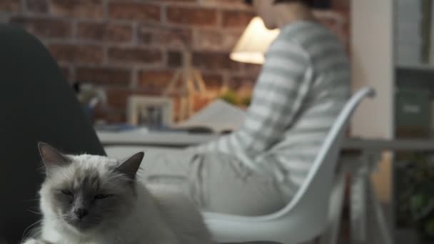 Cute cat sleeping on a chair — Stock Video