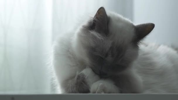 Красивая кошка облизывает мех и расслабляется — стоковое видео