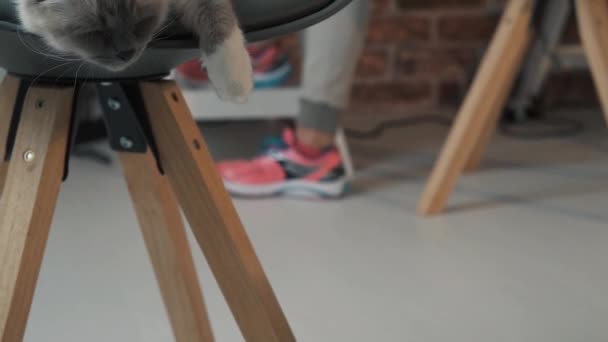 Милий кіт спить на стільці — стокове відео