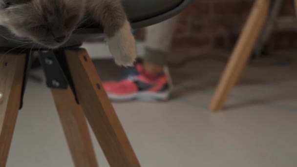 Schattige kat op een stoel thuis slapen — Stockvideo