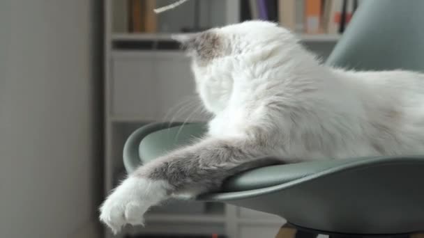 Carino gatto giocare con una stringa — Video Stock