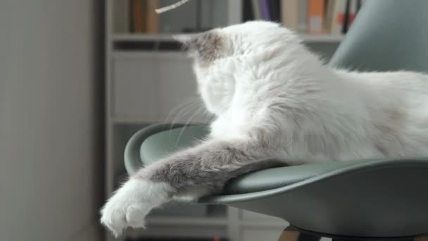 Симпатичная кошка играет со струной — стоковое видео