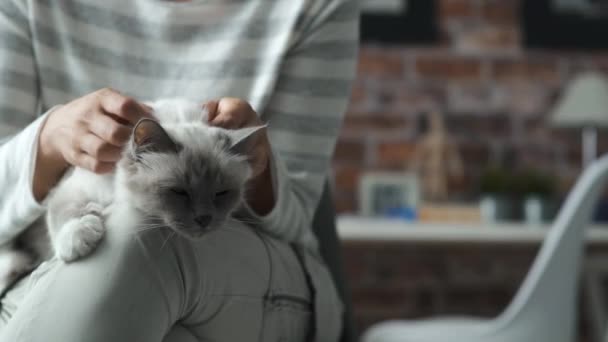 Woman holding a cat on her laps — Stock Video