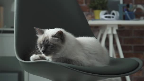 Gato bonito dormindo em uma cadeira — Vídeo de Stock