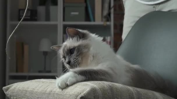 Симпатичная кошка играет со струной — стоковое видео