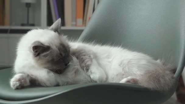 Красива кішка облизує своє хутро і доглядає — стокове відео