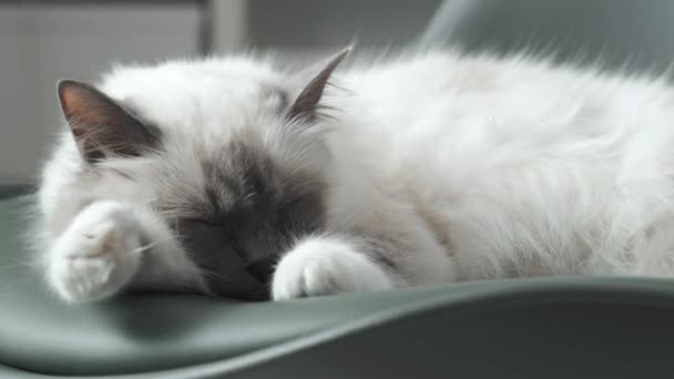 Lindo gato durmiendo en una silla — Vídeos de Stock