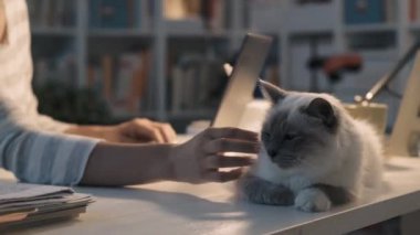 Bir dizüstü bilgisayar ile çalışmak ve onu kedi sarılma kadın