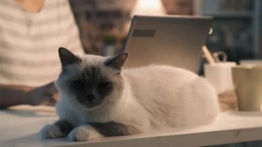 Bir dizüstü bilgisayar ile çalışmak ve onu kedi sarılma kadın