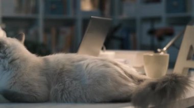 Bir tedavi için onu kedi kadın