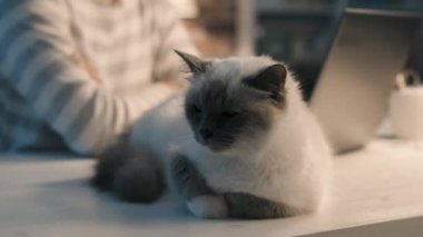 Bir dizüstü bilgisayar ile çalışmak ve onu kedi sarılma kadın