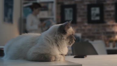 Şirin kedi kadın dergileri okuma ve tablo üzerinde yalan