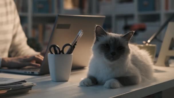 Женщина, работающая с ноутбуком и обнимающая своего кота — стоковое видео