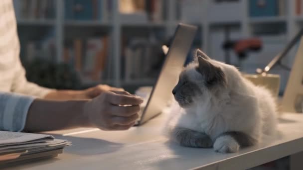 Mujer trabajando con un portátil y abrazando a su gato — Vídeos de Stock