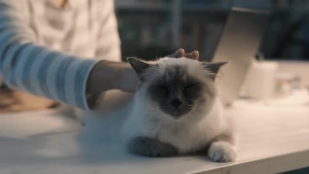Frau arbeitet mit Laptop und kuschelt ihre Katze — Stockvideo