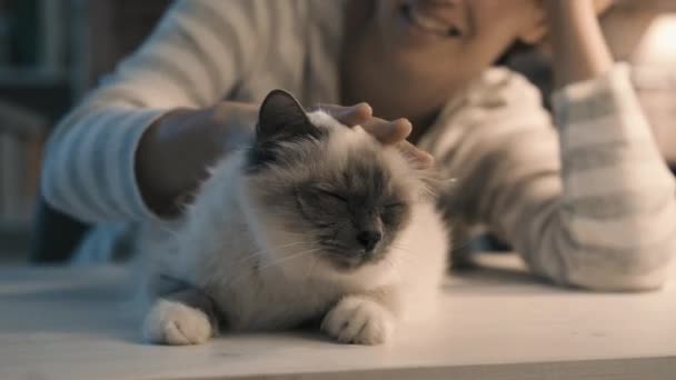 Mujer sonriente acariciando a su gato en casa — Vídeo de stock