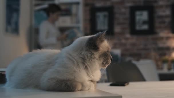 Gato bonito deitado na mesa e mulher lendo revistas — Vídeo de Stock