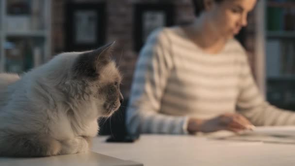 Carino gatto sdraiato sul tavolo e donna leggendo riviste — Video Stock